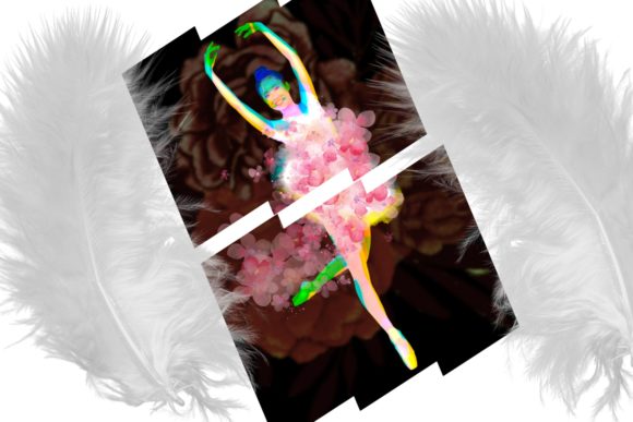 Download Flamboyant Flowers - Flamboyant Collection